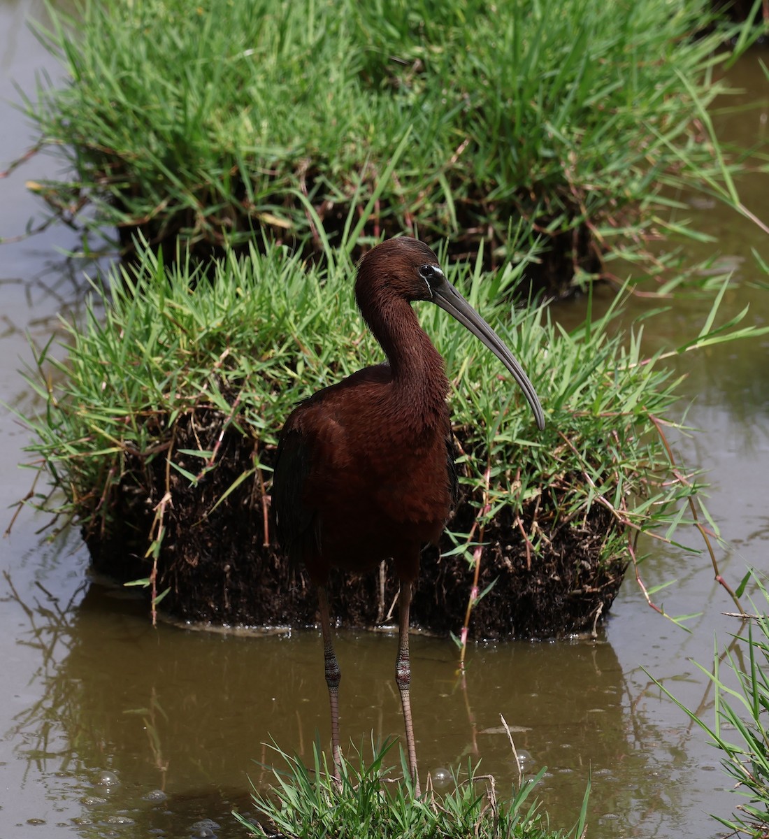 Glossy Ibis - ML637864669