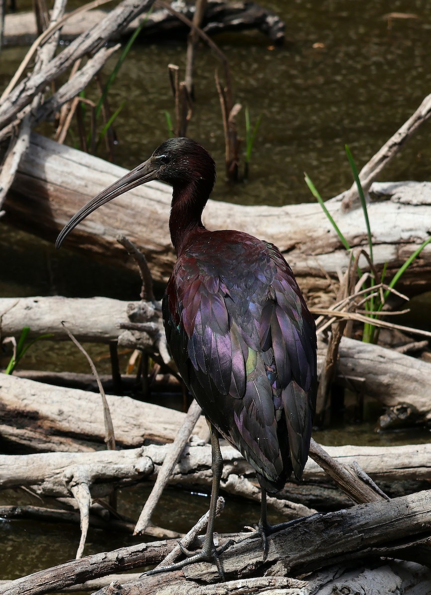 Glossy Ibis - ML637864670