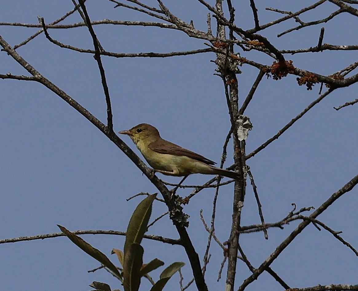 Melodious Warbler - ML637864672