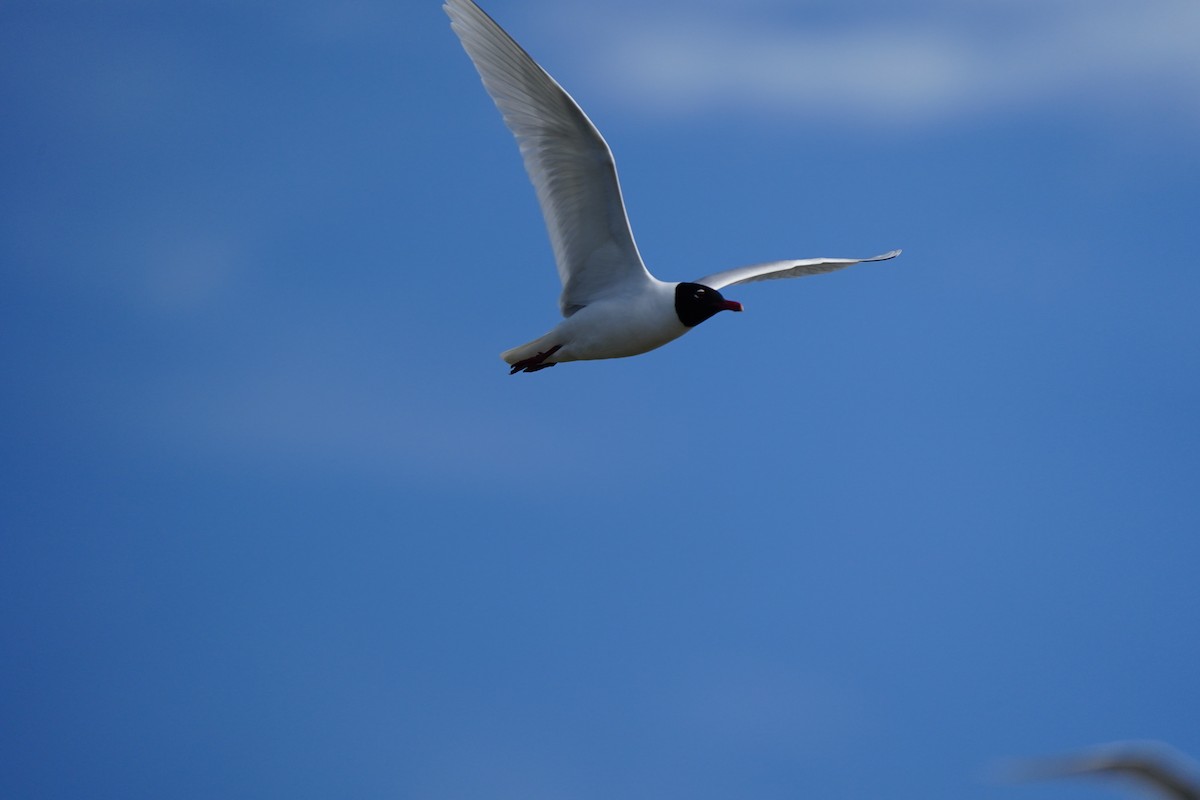 Mediterranean Gull - ML637864685