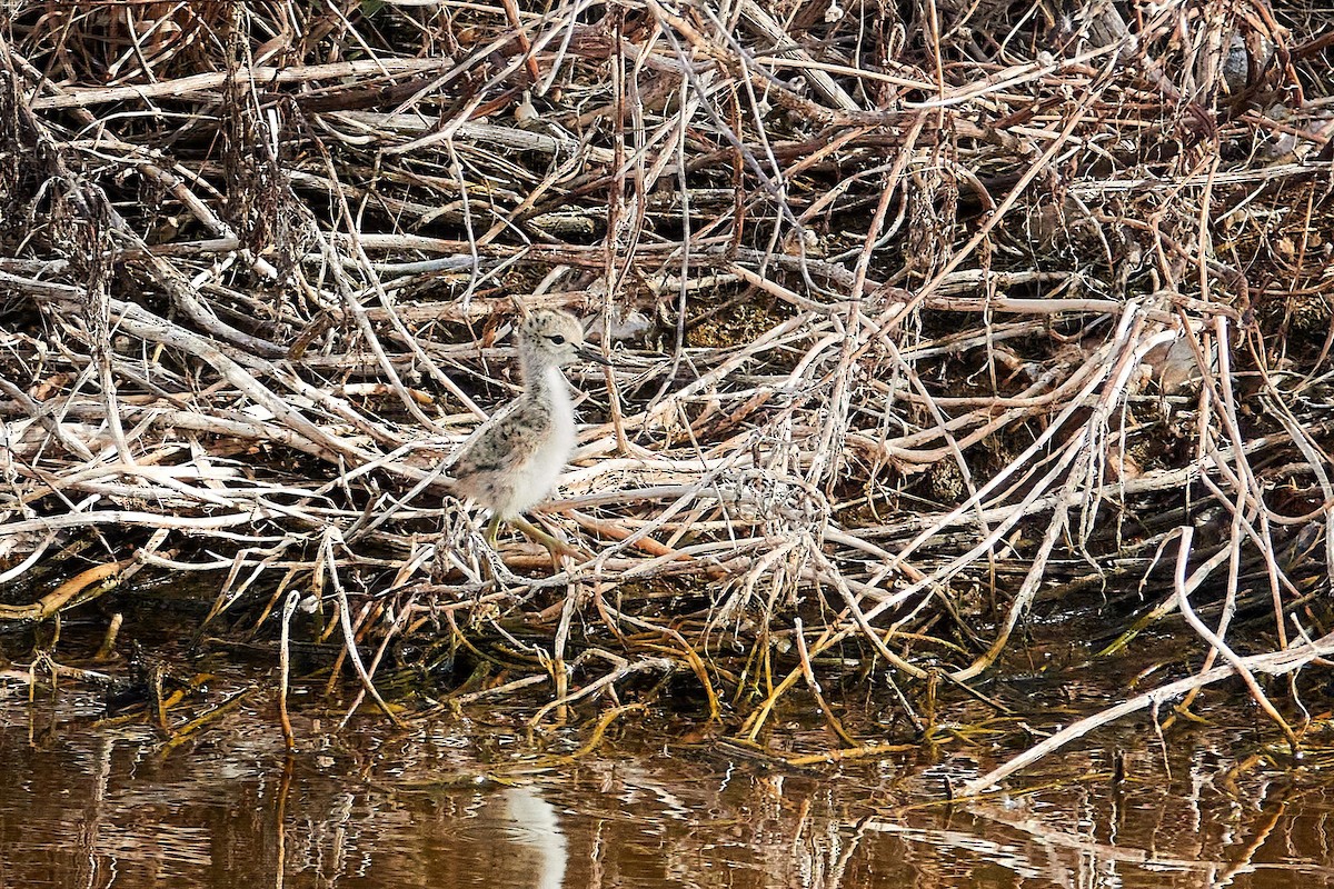 Black-winged Stilt - ML637864687