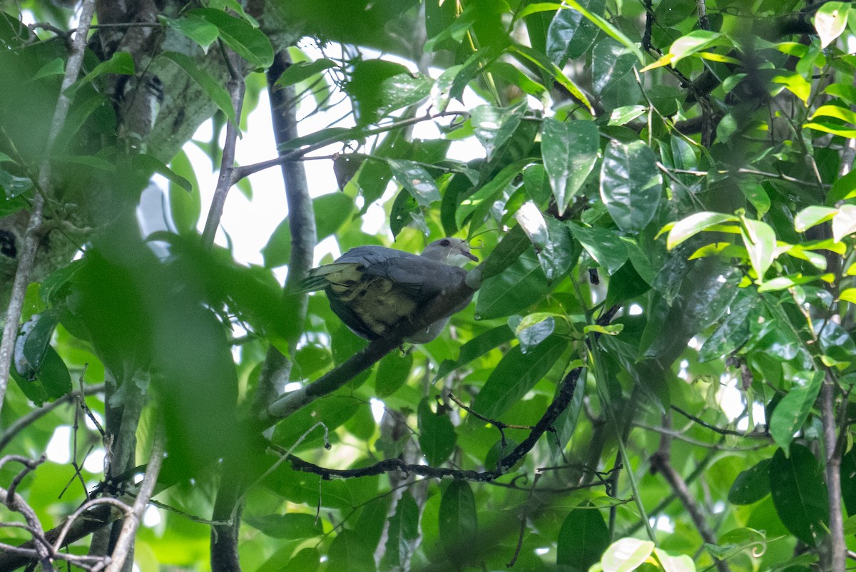 Malabar Imperial-Pigeon - ML637864697
