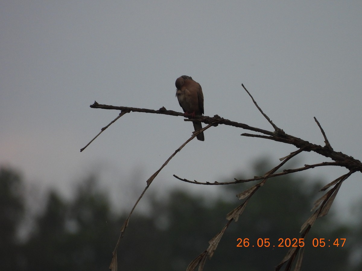 Spotted Dove - ML637864698