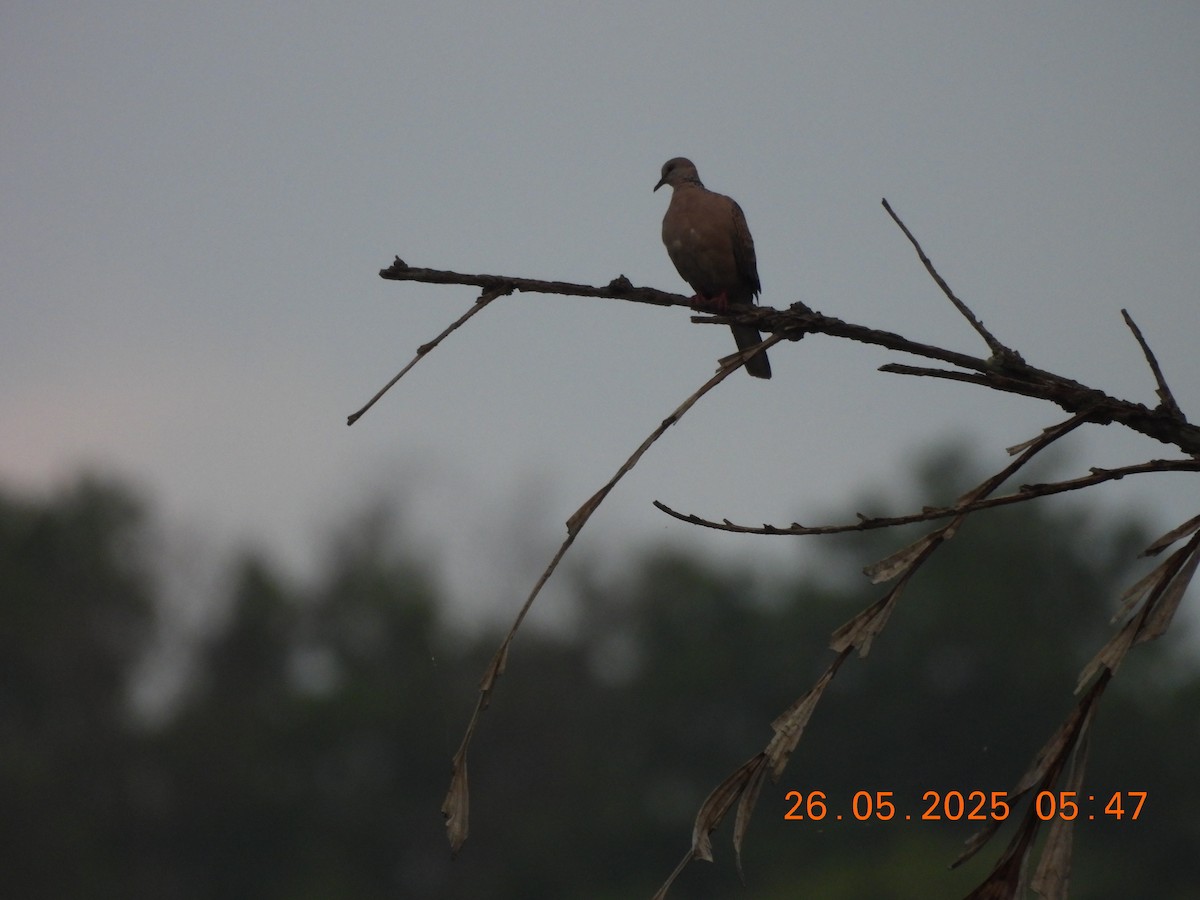 Spotted Dove - ML637864699