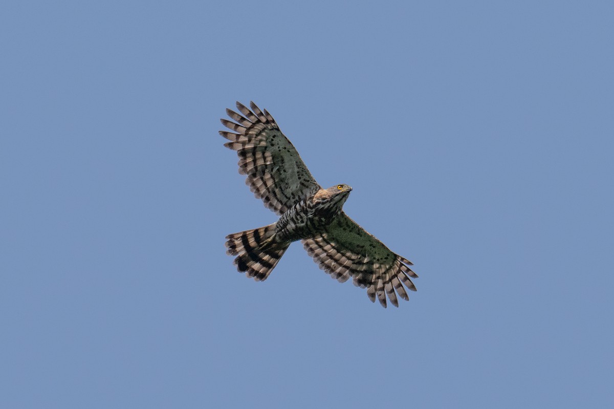 Crested Goshawk - ML637864702