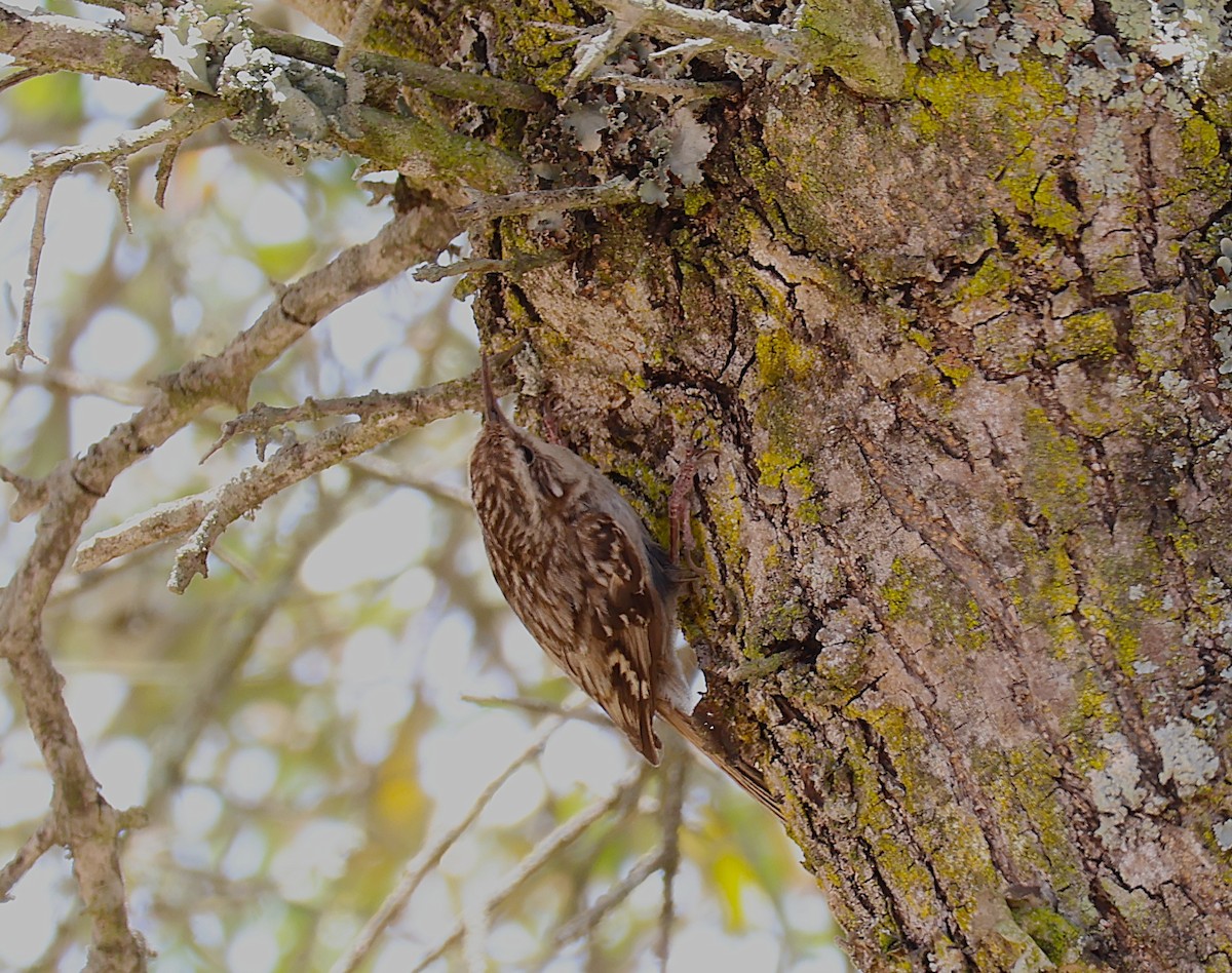 Short-toed Treecreeper - ML637864707