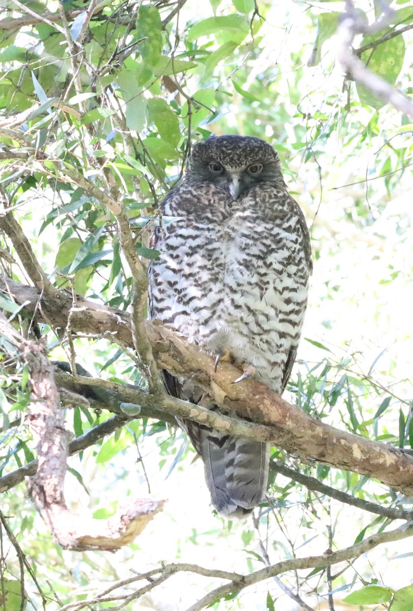 Powerful Owl - ML637864714