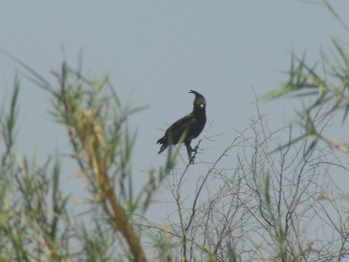 Long-crested Eagle - ML637864716