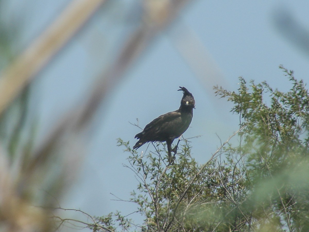 Long-crested Eagle - ML637864717