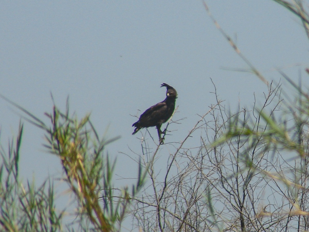 Long-crested Eagle - ML637864718