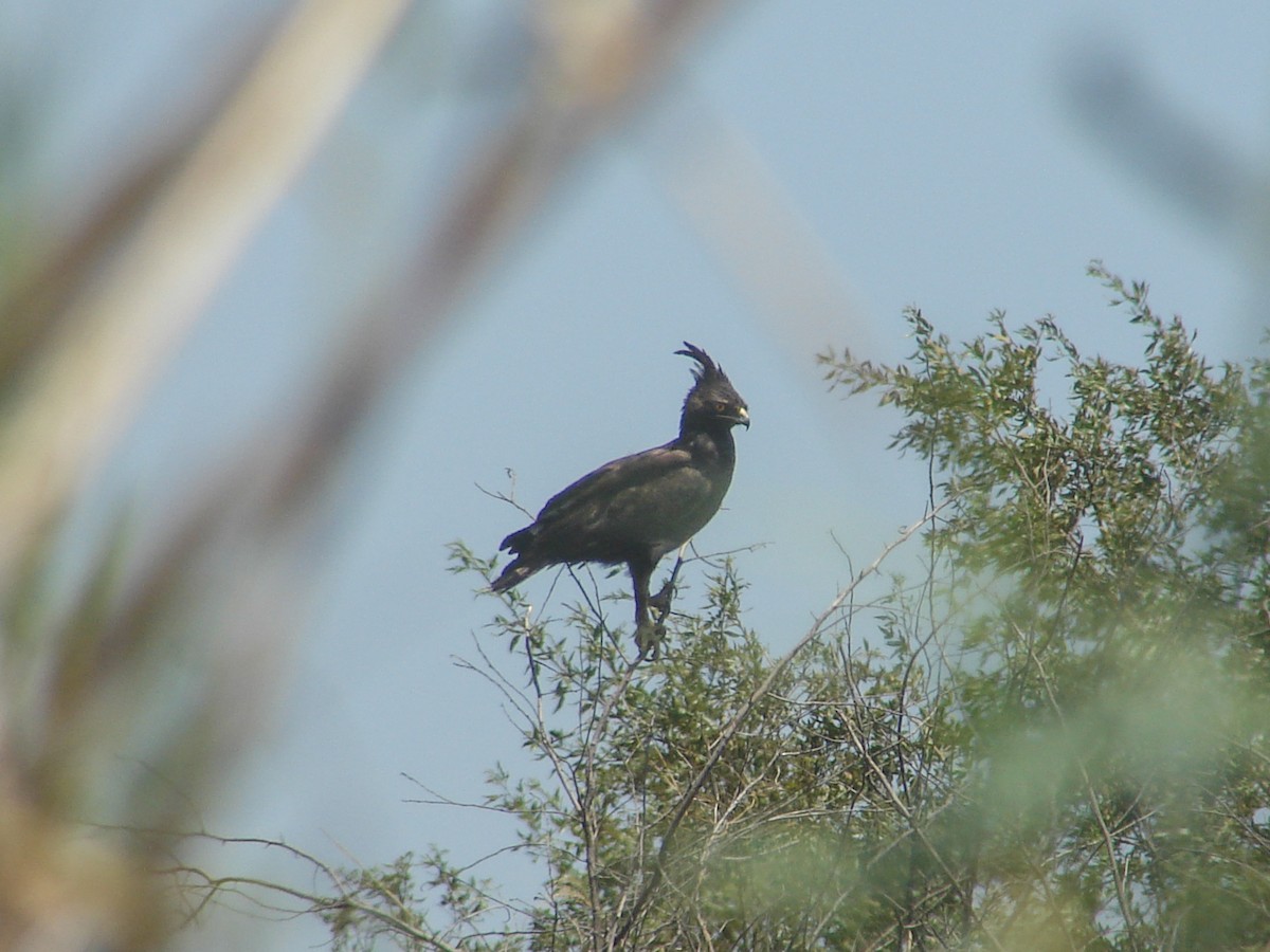Long-crested Eagle - ML637864719