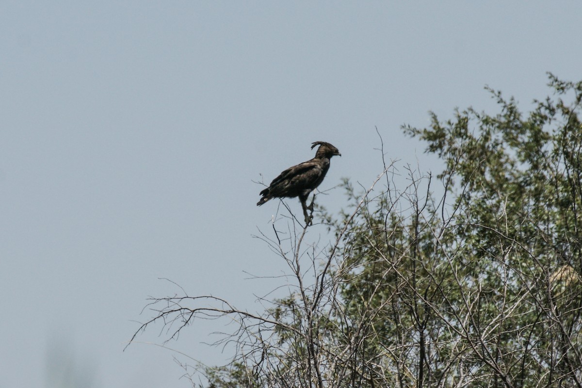 Long-crested Eagle - ML637864720