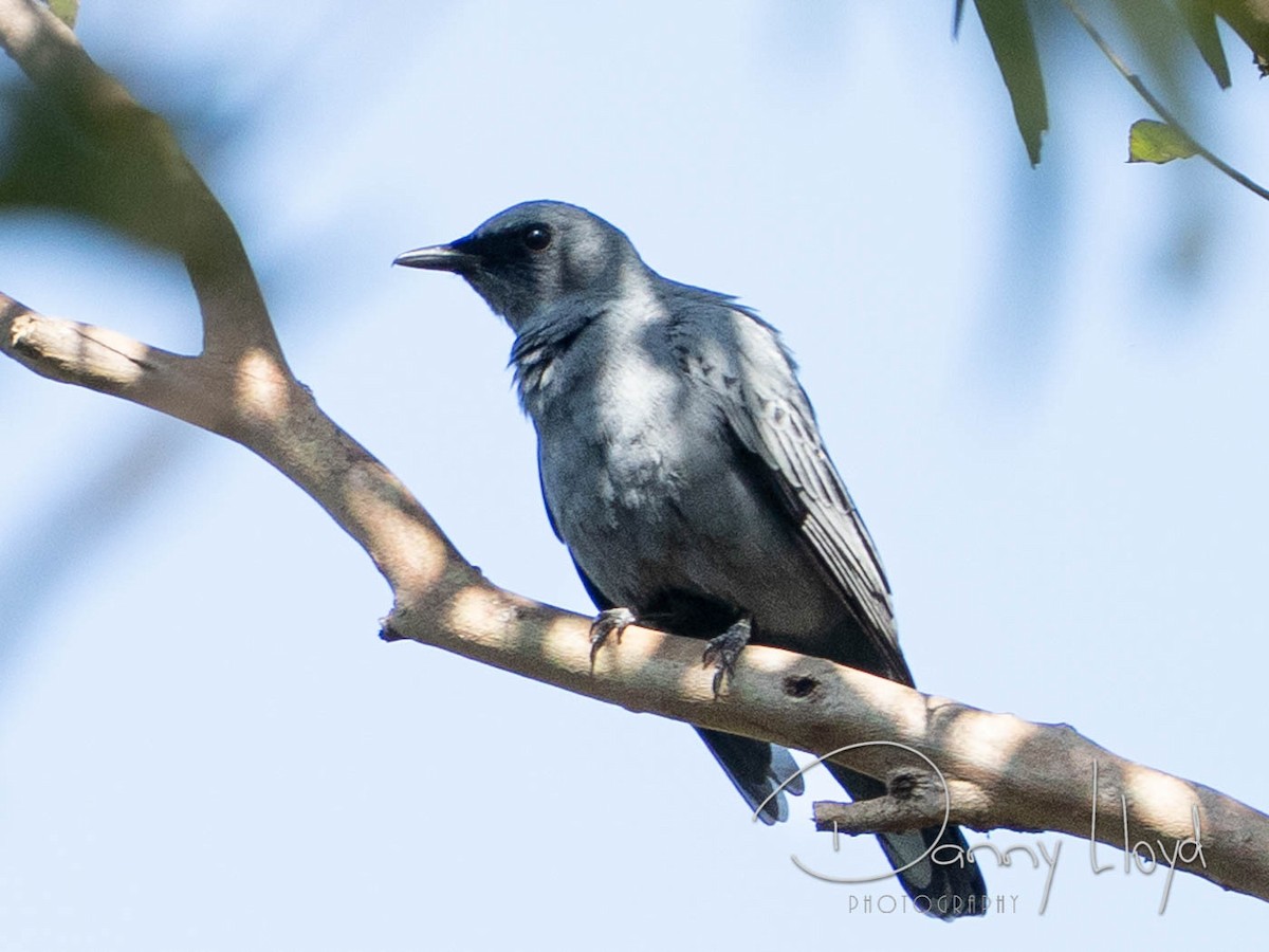 Sahul Cicadabird - ML637864729