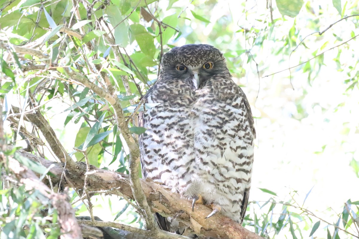 Powerful Owl - ML637864730