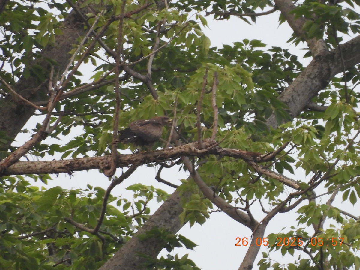 Black Kite - ML637864735