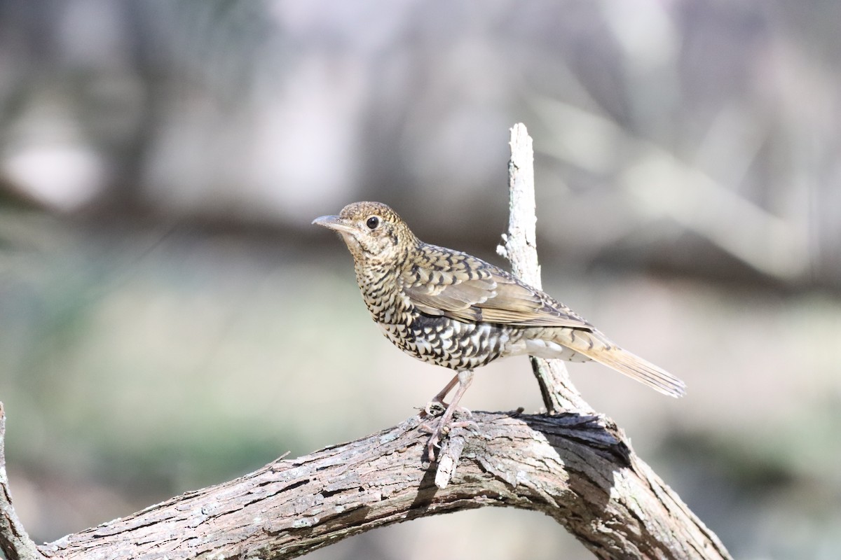 Bassian Thrush - ML637864737