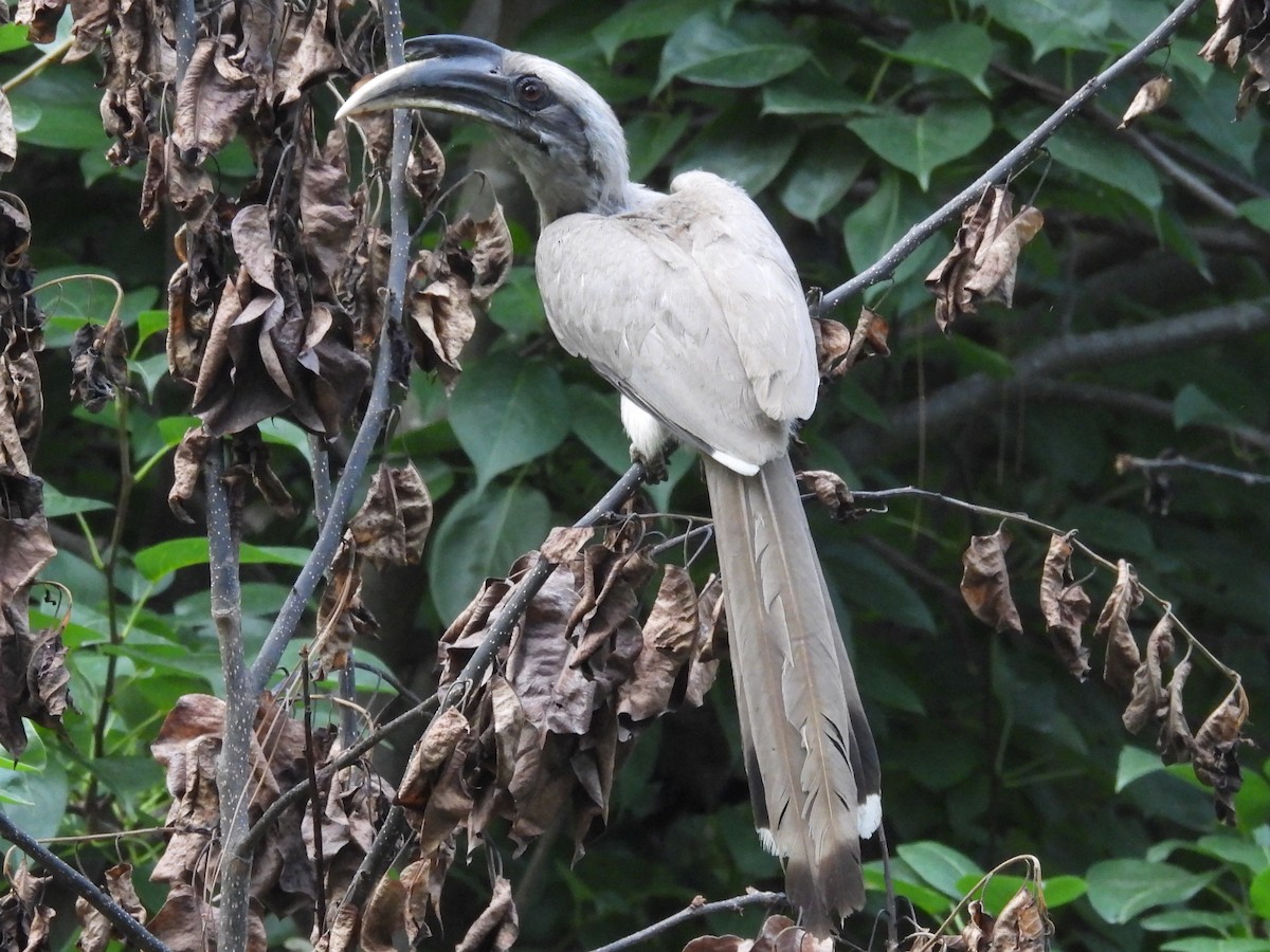 Indian Gray Hornbill - ML637864740