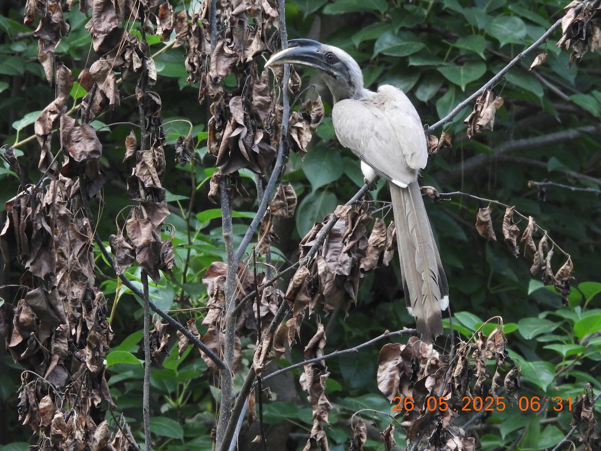 Indian Gray Hornbill - ML637864741