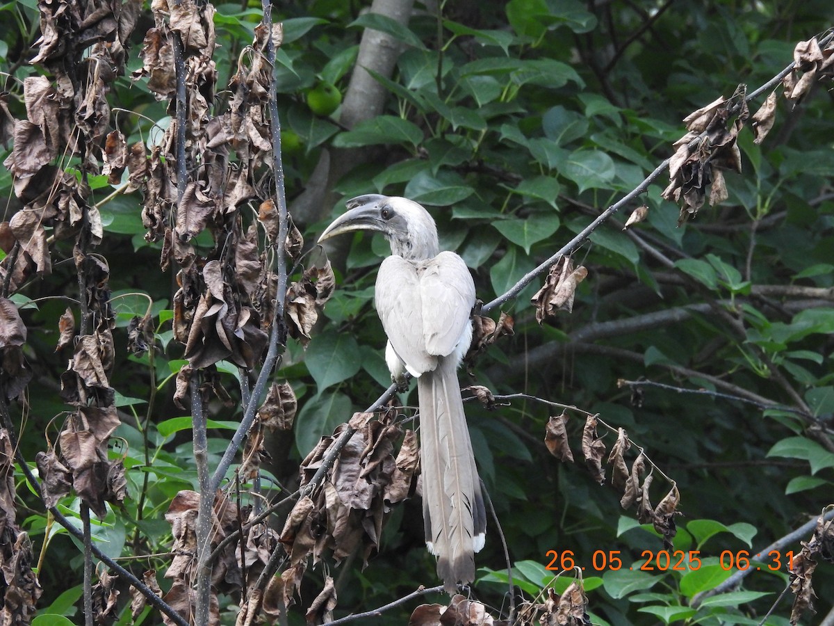 Indian Gray Hornbill - ML637864742