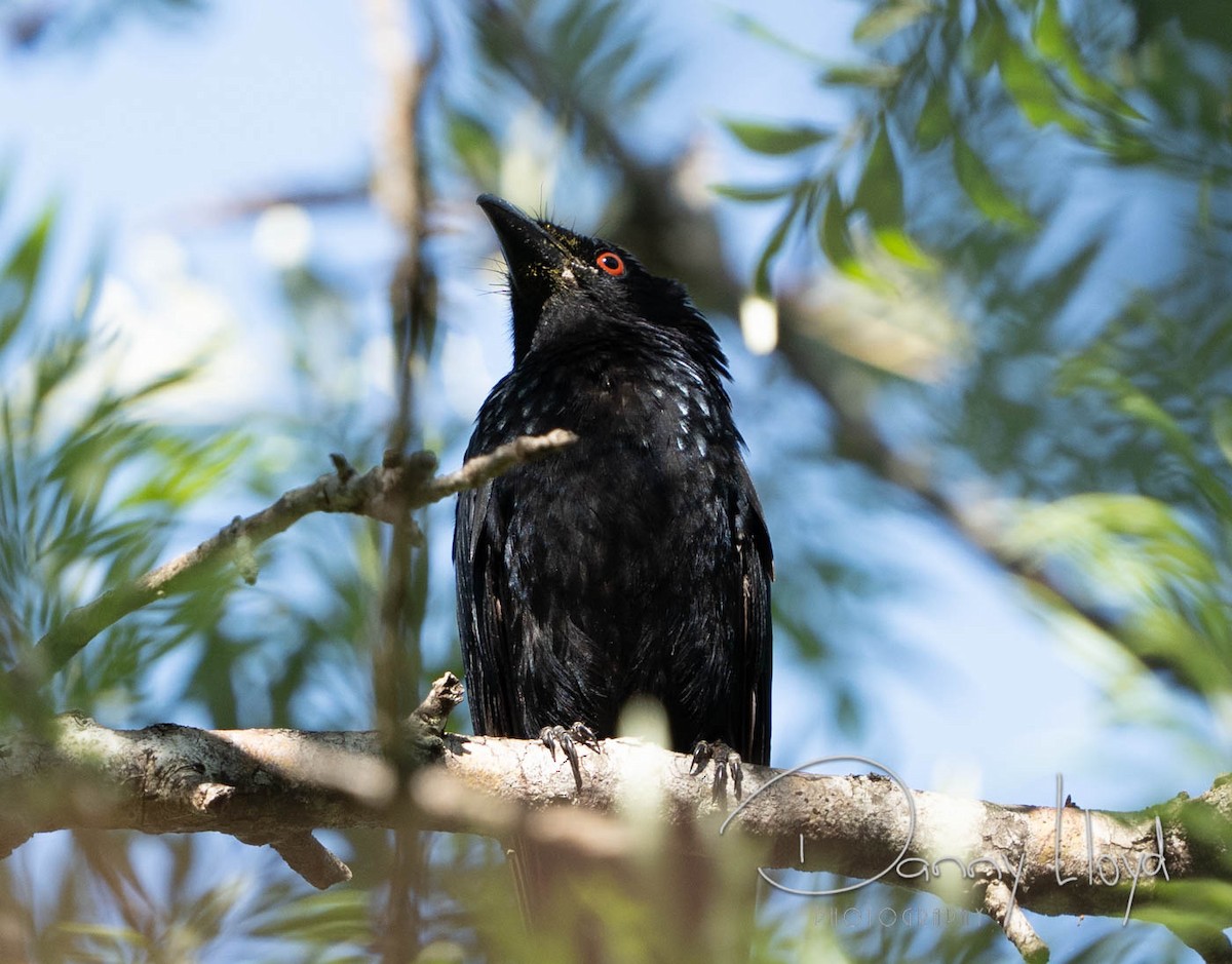 Glanzfleckdrongo - ML637864745