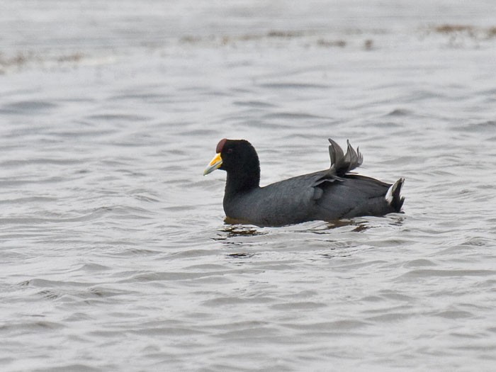 Slate-colored Coot - ML637864751