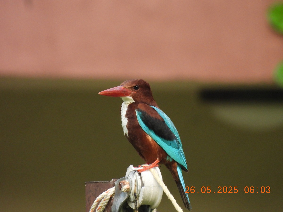 White-throated Kingfisher - ML637864754