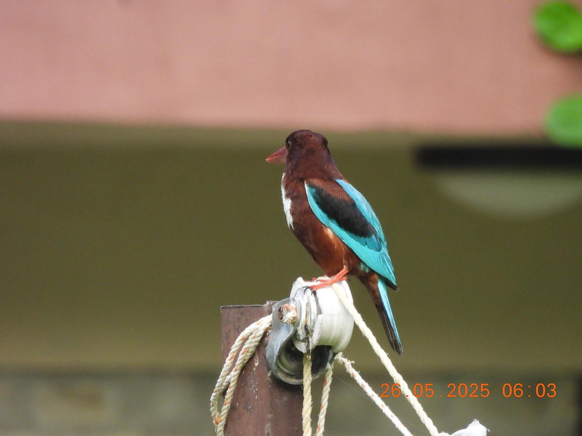 White-throated Kingfisher - ML637864755