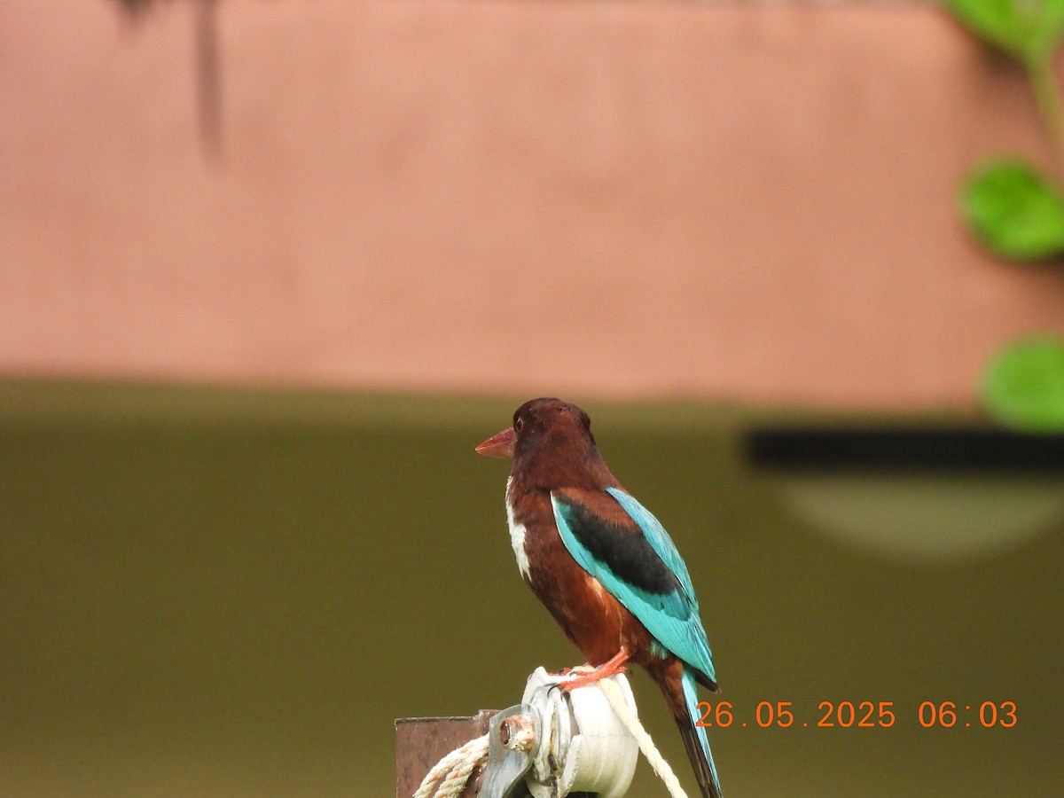 White-throated Kingfisher - ML637864756