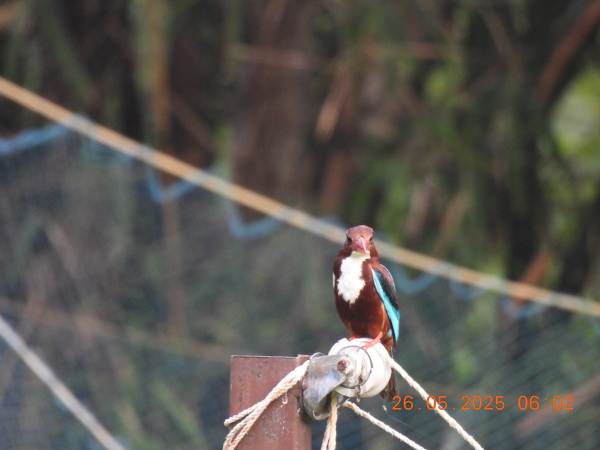 White-throated Kingfisher - ML637864757