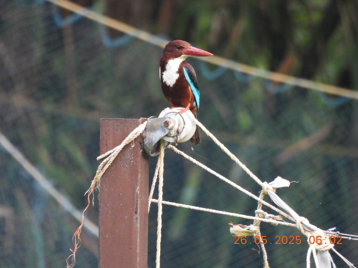 White-throated Kingfisher - ML637864758