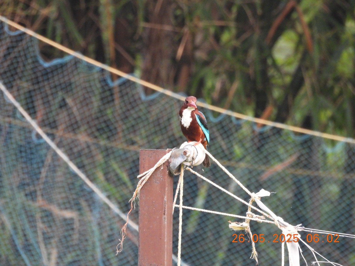 White-throated Kingfisher - ML637864759