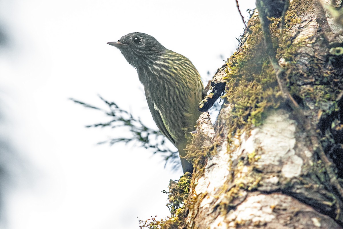Streak-necked Flycatcher - ML637864762