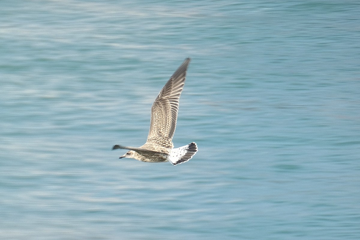 Yellow-legged Gull - ML637864766
