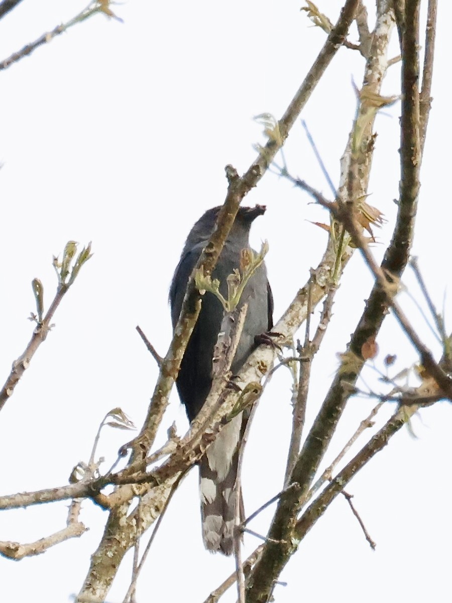 Black-winged Cuckooshrike - ML637864809