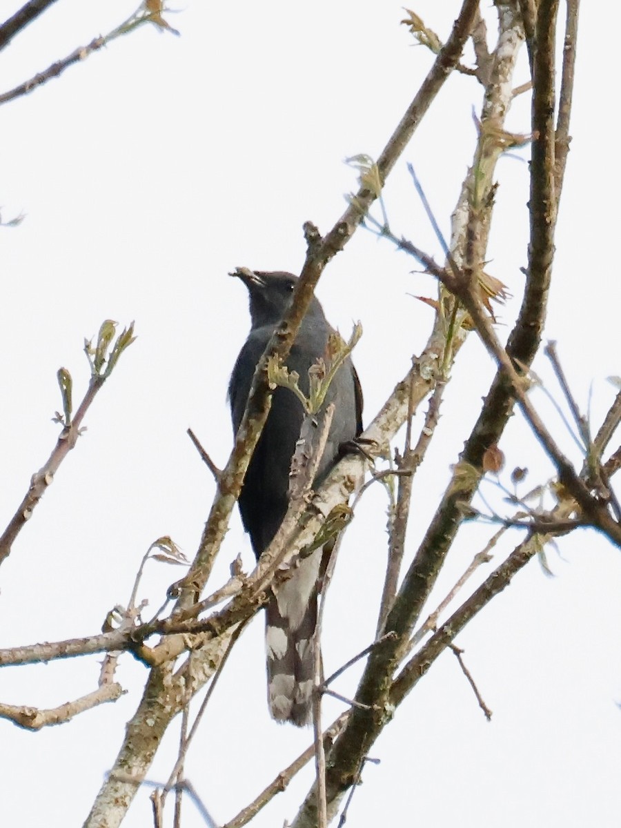 Black-winged Cuckooshrike - ML637864810