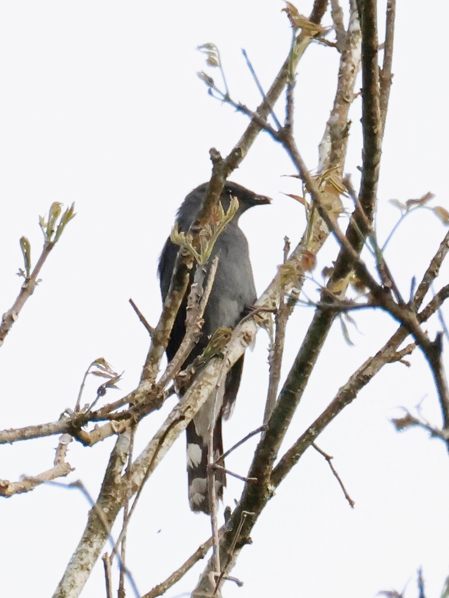 Black-winged Cuckooshrike - ML637864811