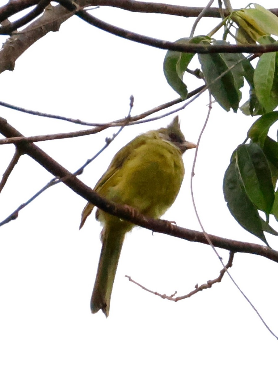 Crested Finchbill - ML637864821
