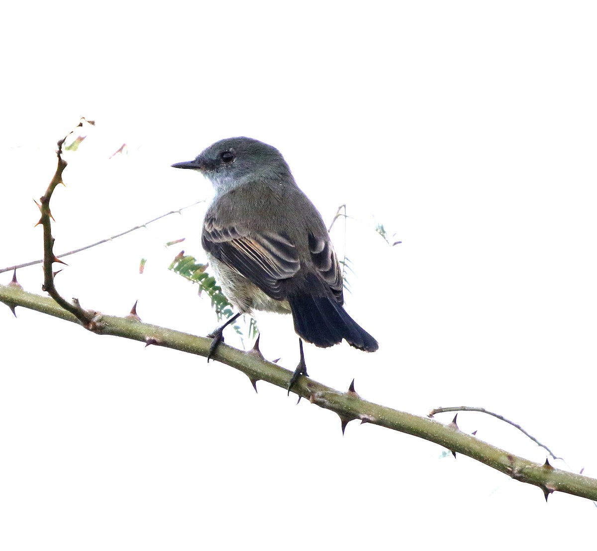 Sooty Tyrannulet - ML637864846