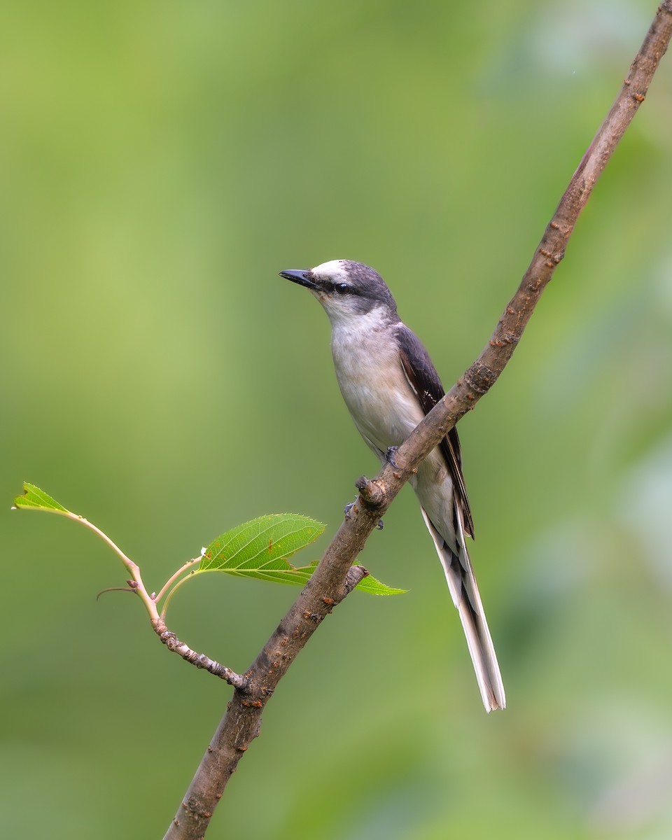 Brown-rumped Minivet - ML637864888