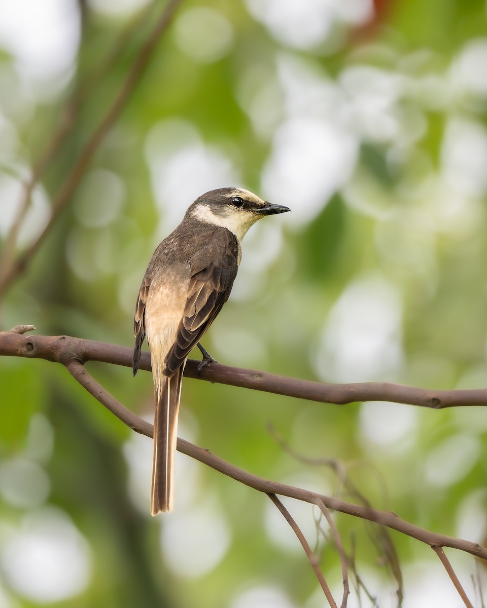 Brown-rumped Minivet - ML637864889