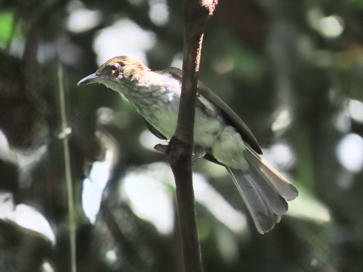 Streaked Bulbul - ML637864901