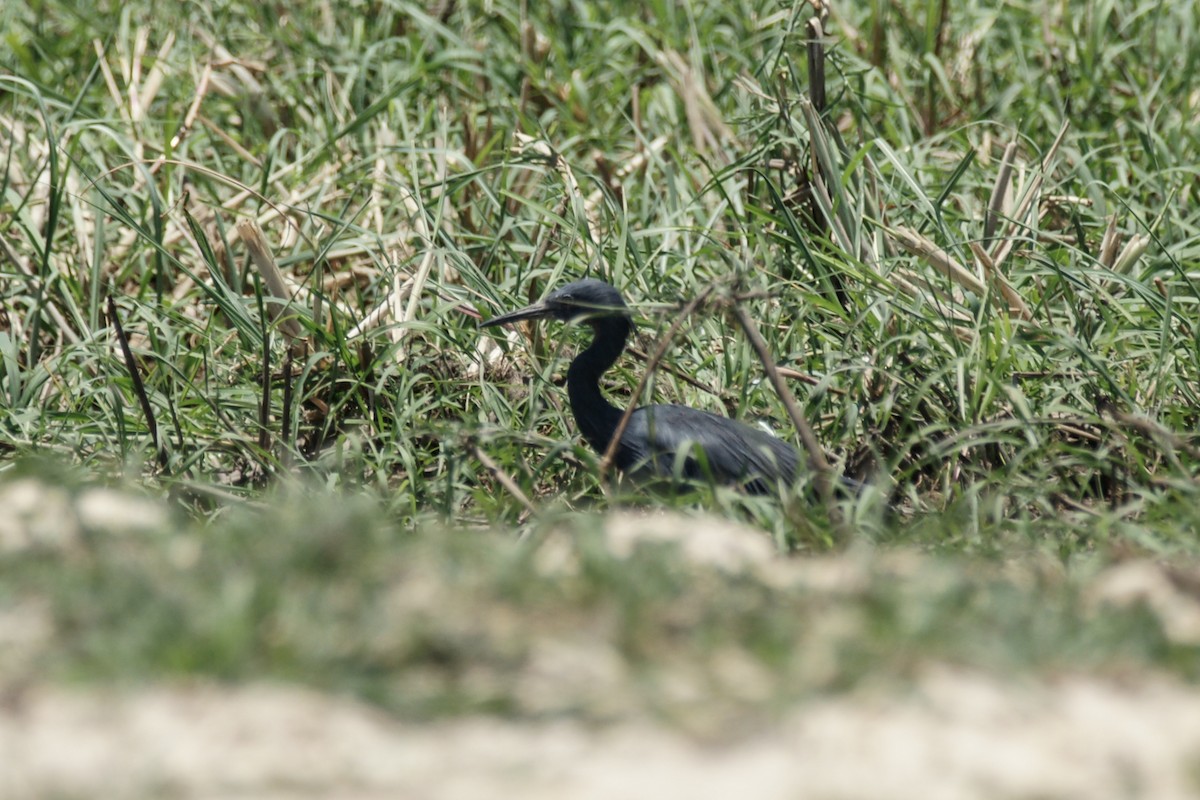 Black Heron - ML637864910