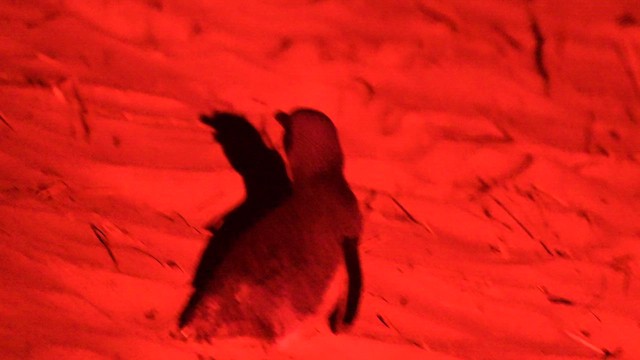 コビトペンギン - ML637864924