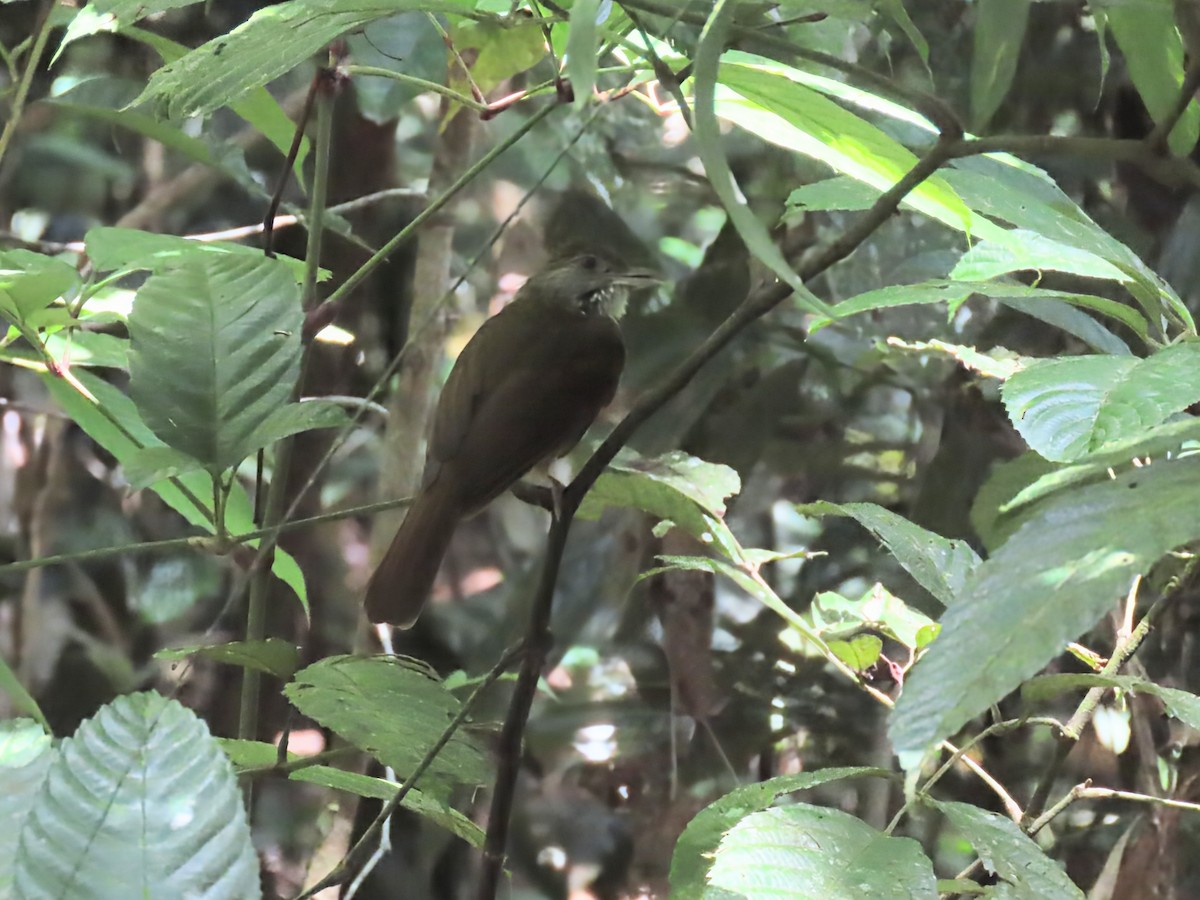 Gray-cheeked Bulbul - ML637864930