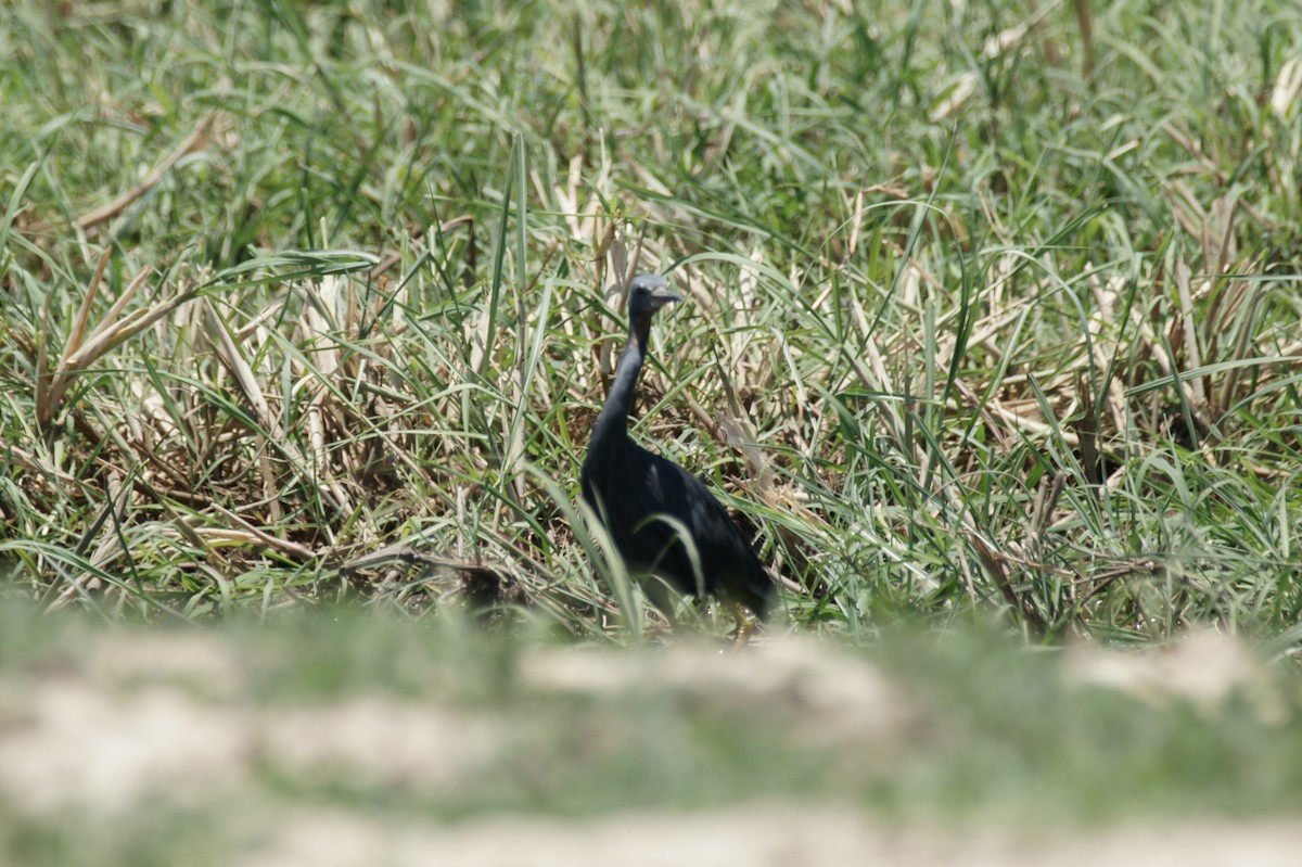Black Heron - ML637864931