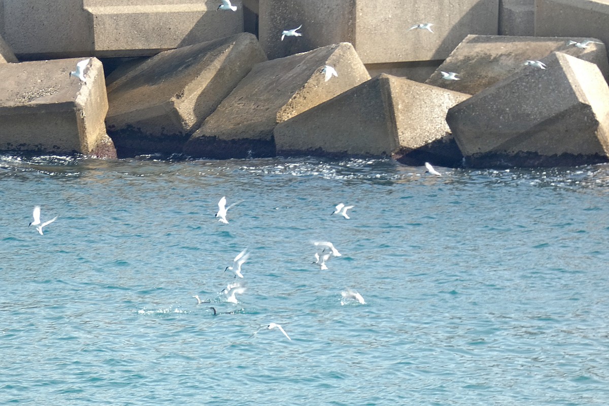Sandwich Tern - ML637864953