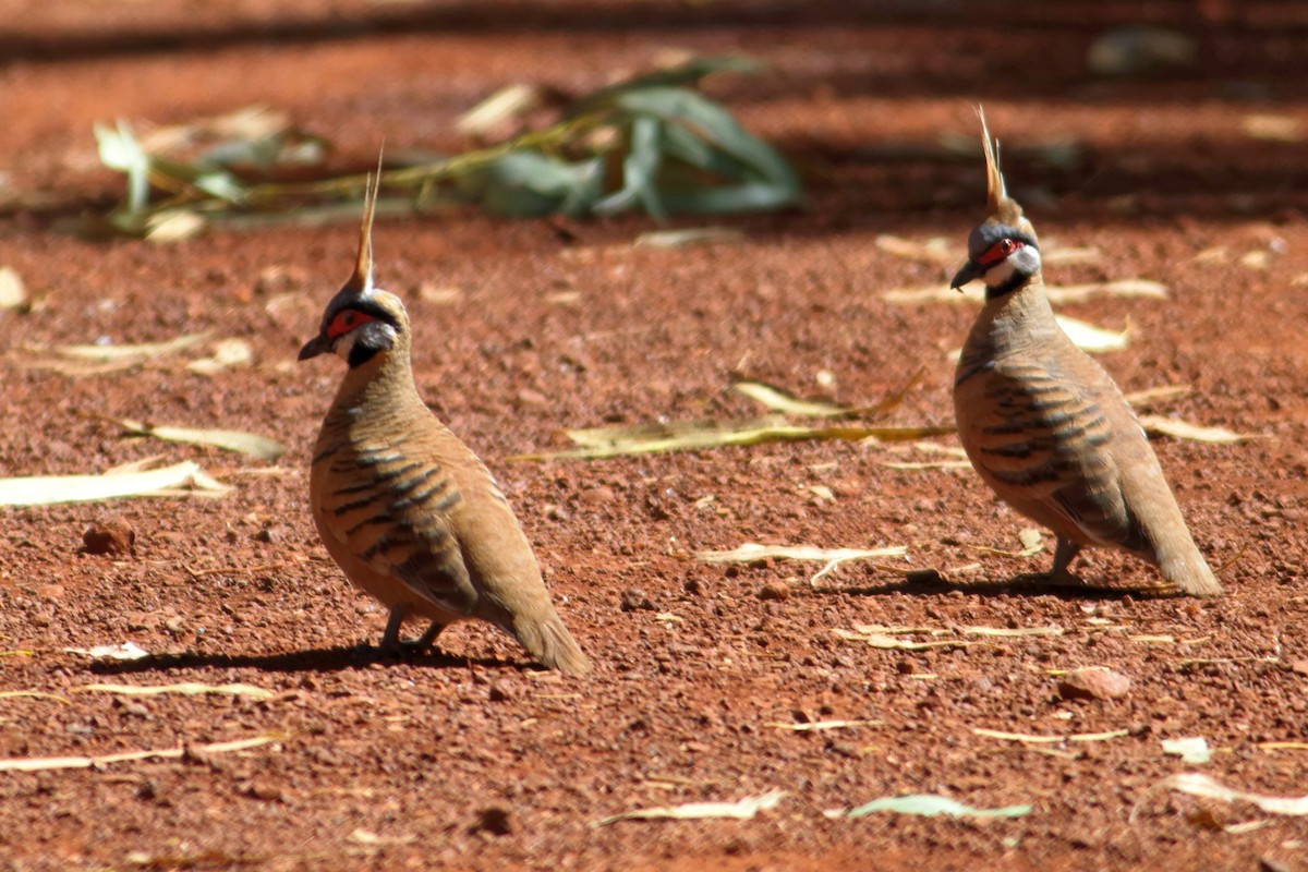 Spinifex Pigeon - ML637864965