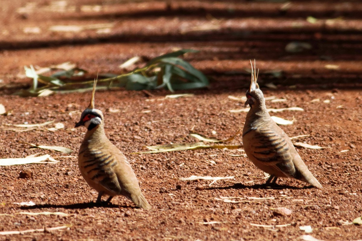 Spinifex Pigeon - ML637864969