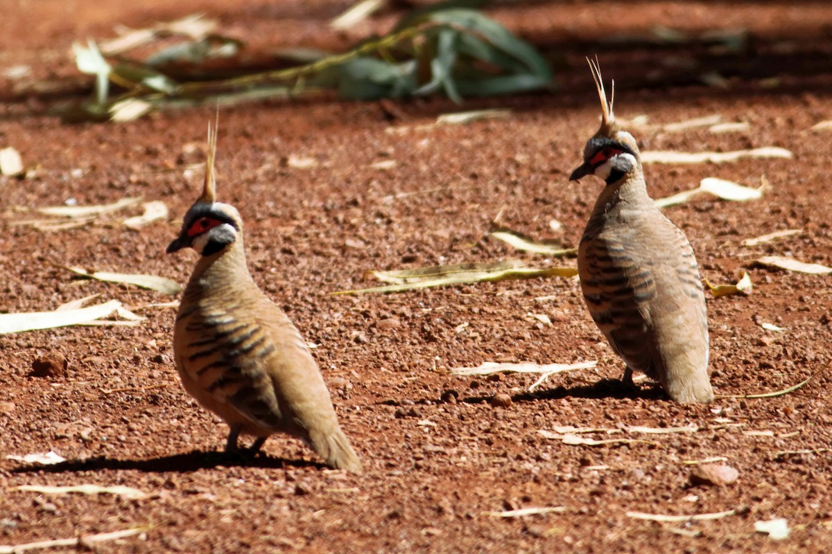 Spinifex Pigeon - ML637864977