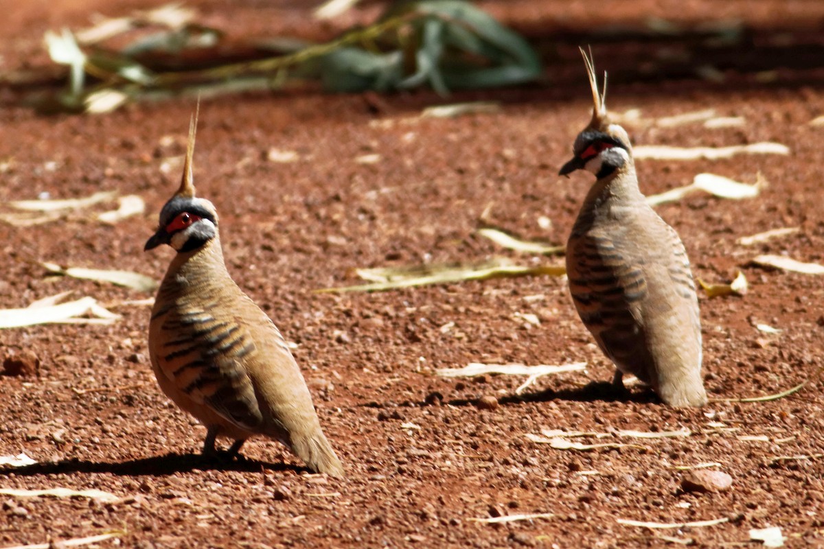 Spinifex Pigeon - ML637864979